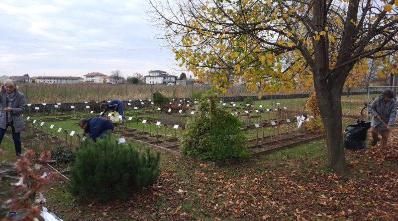 Un altro gruppo intento a sarchiare il terreno