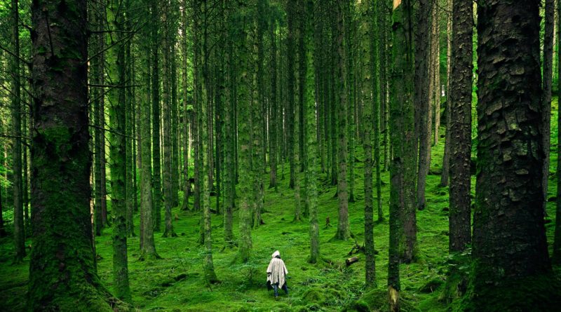 person walking between green forest trees