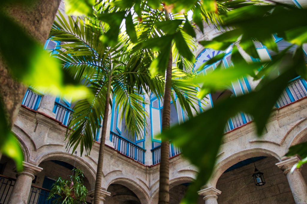 green palm tree near brown concrete building