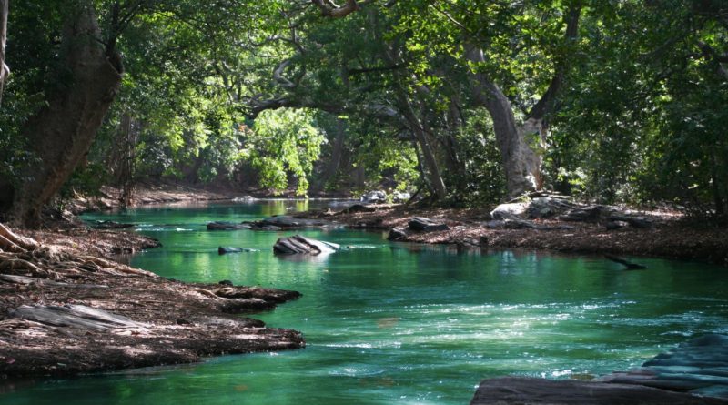 body of water between green leaf trees