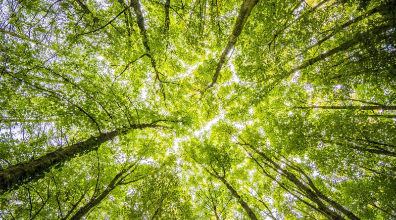 worms eyeview of green trees