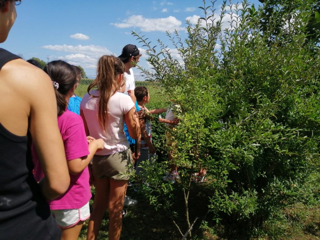 4 - La sezione delle piante velenose