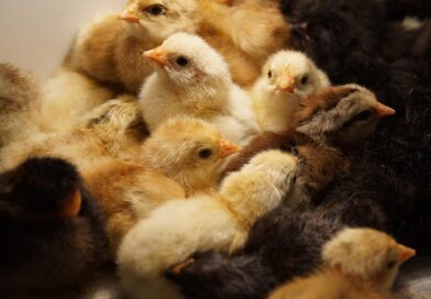 Incontro sugli allevamenti intensivi a Pozzecco – mercoledì 17 dicembre