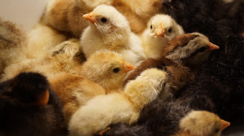 Incontro sugli allevamenti intensivi a Pozzecco – mercoledì 17 dicembre